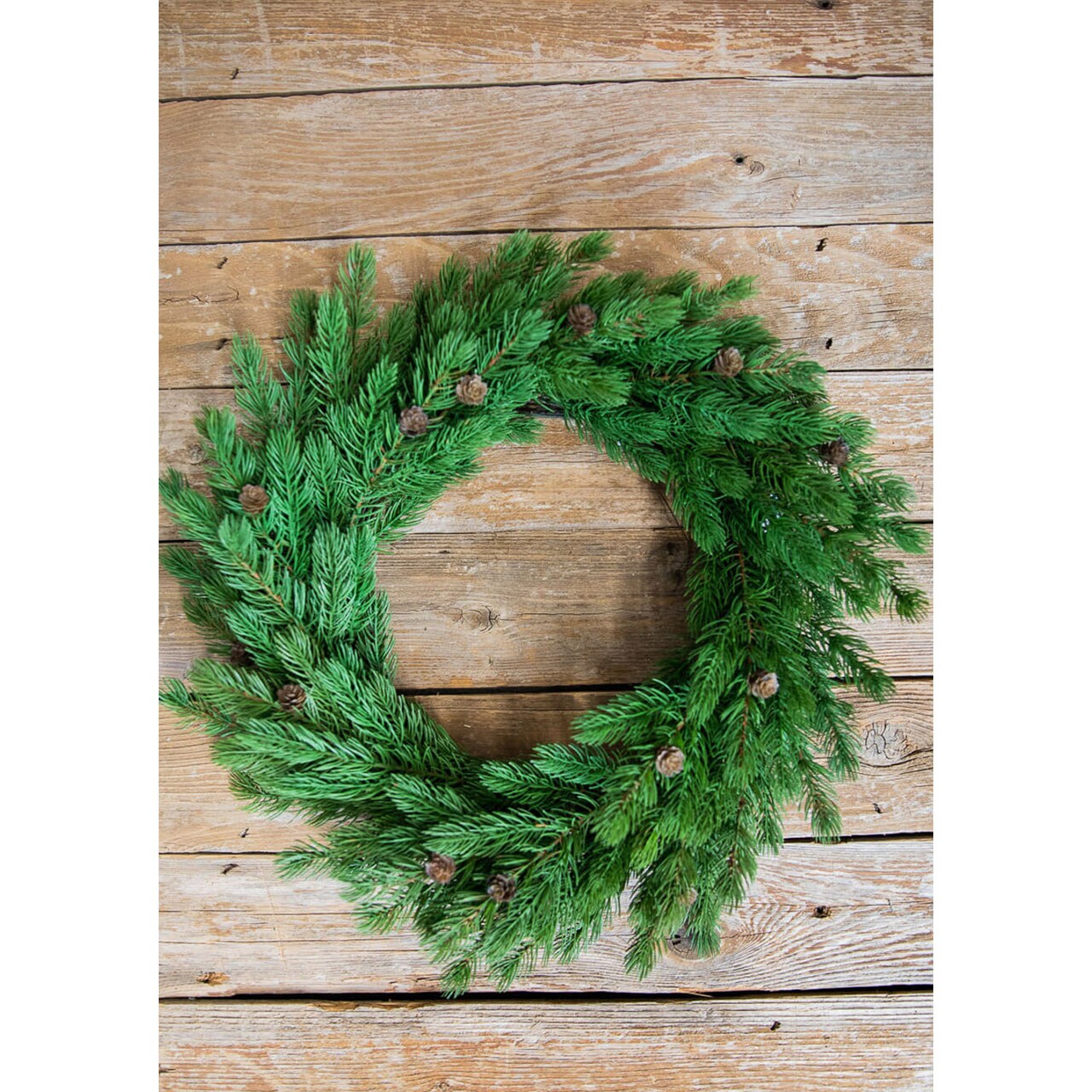 24” Just Cut Spruce Wreath Fresh, Lush & Perfect for Holiday Decor